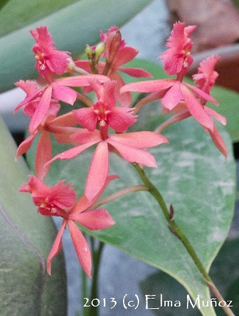 Orquidea especie : Epidendrum sp