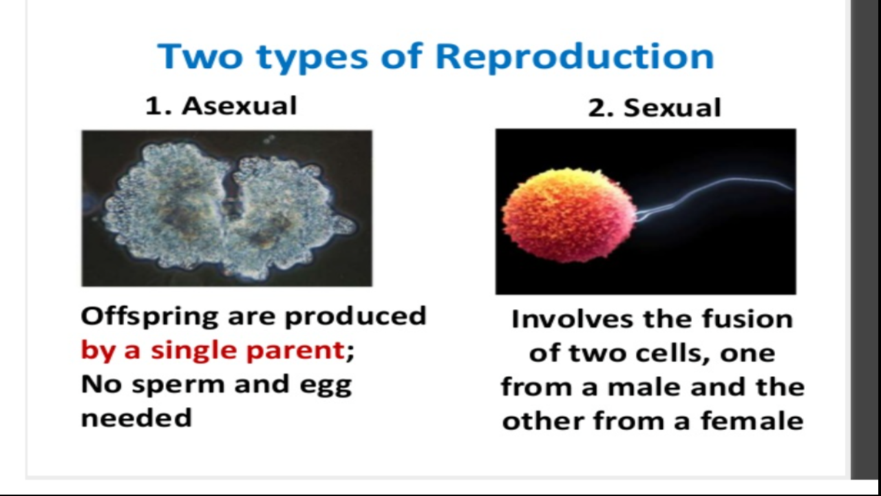 VIII, Science, Reproduction in Animals