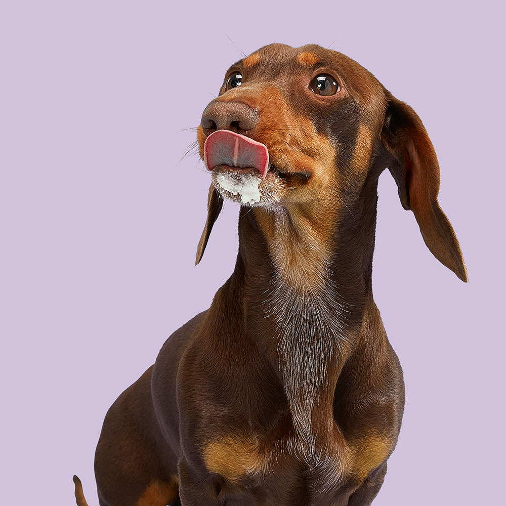 The health benefits of adding yogurt to your dog's diet Australian