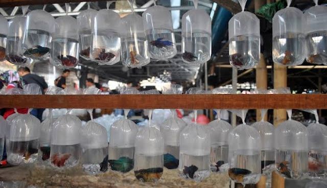 Keuntungan dan kerugian Usaha budidaya ikan Cupang