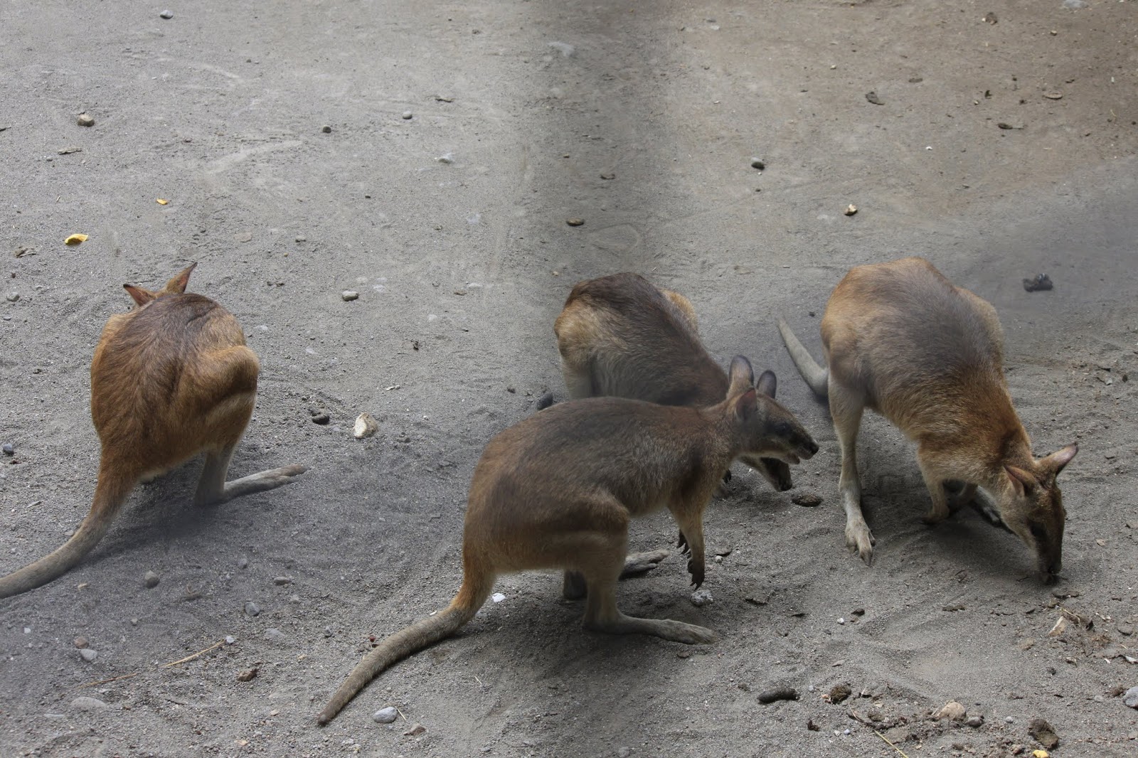 Bahasa Jawa Sudah Makan Mencari Soal