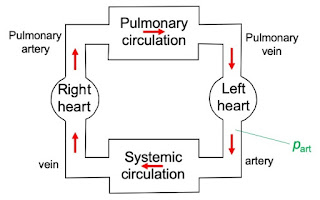 A schematic diagram of the circulatory system.