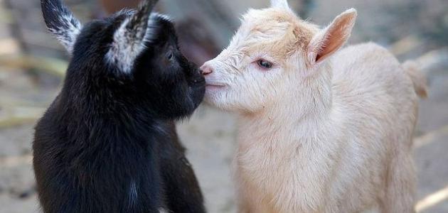 تفسير رؤية الماعز في المنام. تفسير الاحلام والرؤى