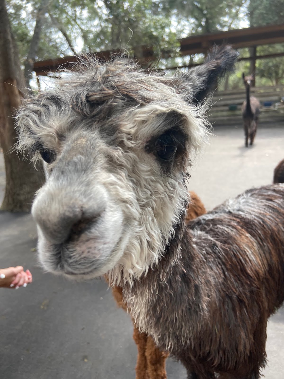 Yellow Beads and Me You can Play with Alpacas at LunaSea Alpaca Farm