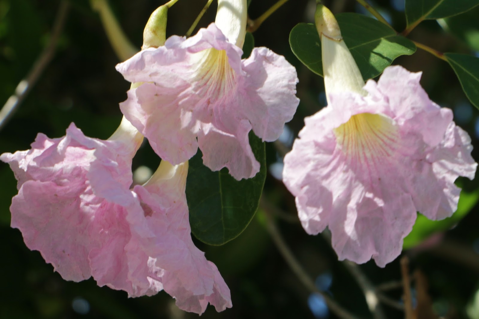 You Belong in Punta Gorda A Week to Celebrate Punta Gorda's Gardens