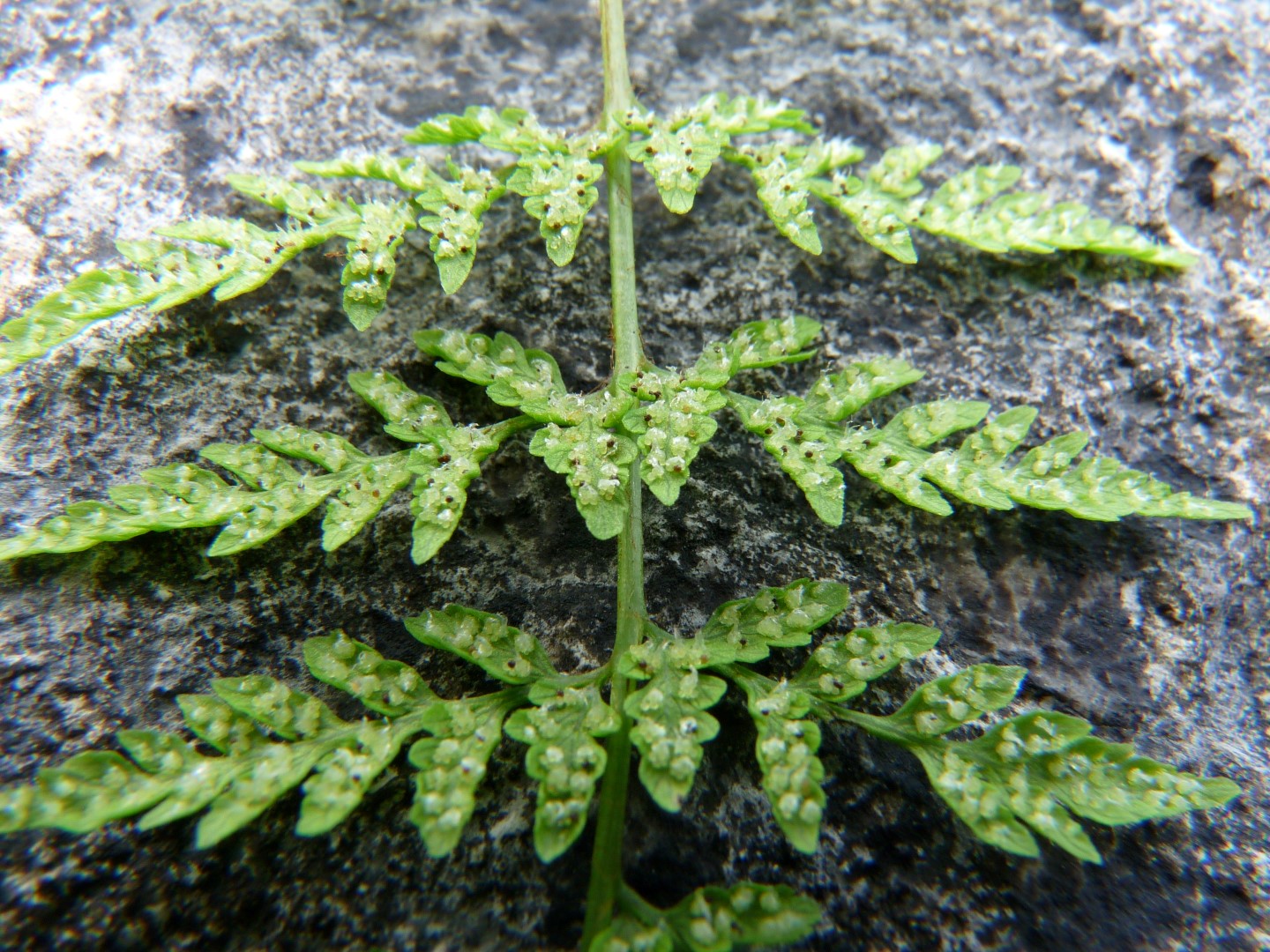 Hutton Roof's Special Ferns and More Cystopteris fragilis (Brittle