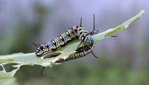 How to Successfully Cultivate Caterpillars For Beginners How to Successfully Cultivate Caterpillars For Beginners