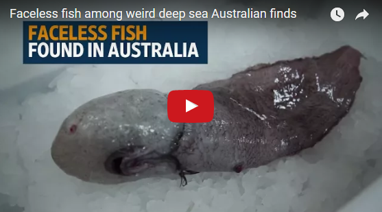 MFS VIRAL VIDS-2: Faceless fish among weird deep sea Australian finds