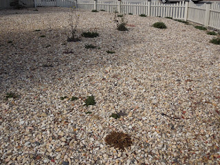 Weeds Growing through Rock Mulch, © B. Radisavljevic