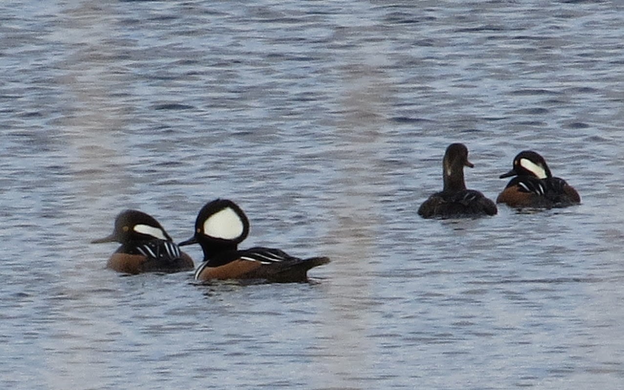 Penelopedia Nature and Garden in Southern Minnesota The Ducks are Here