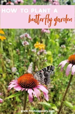 How to Plant a Butterfly Garden - Fresh Eggs Daily® with Lisa Steele