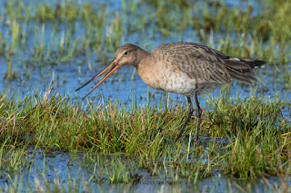 Wildlifefotografie Naturfotografie Dümmer See Uferschnepfe