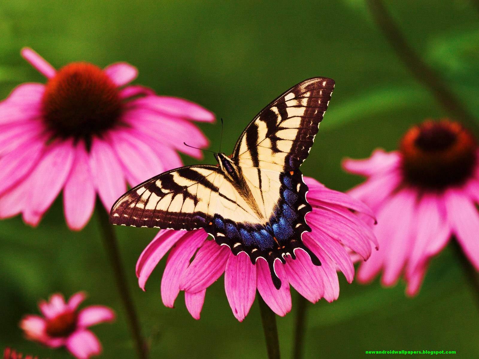 Beatiful Butterflfy On Flowers Wallpapers 2013 Hd For Android And