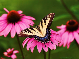 Beautiful HD Butterfly On Flower Wallpapers For Desktop 2013 For Android