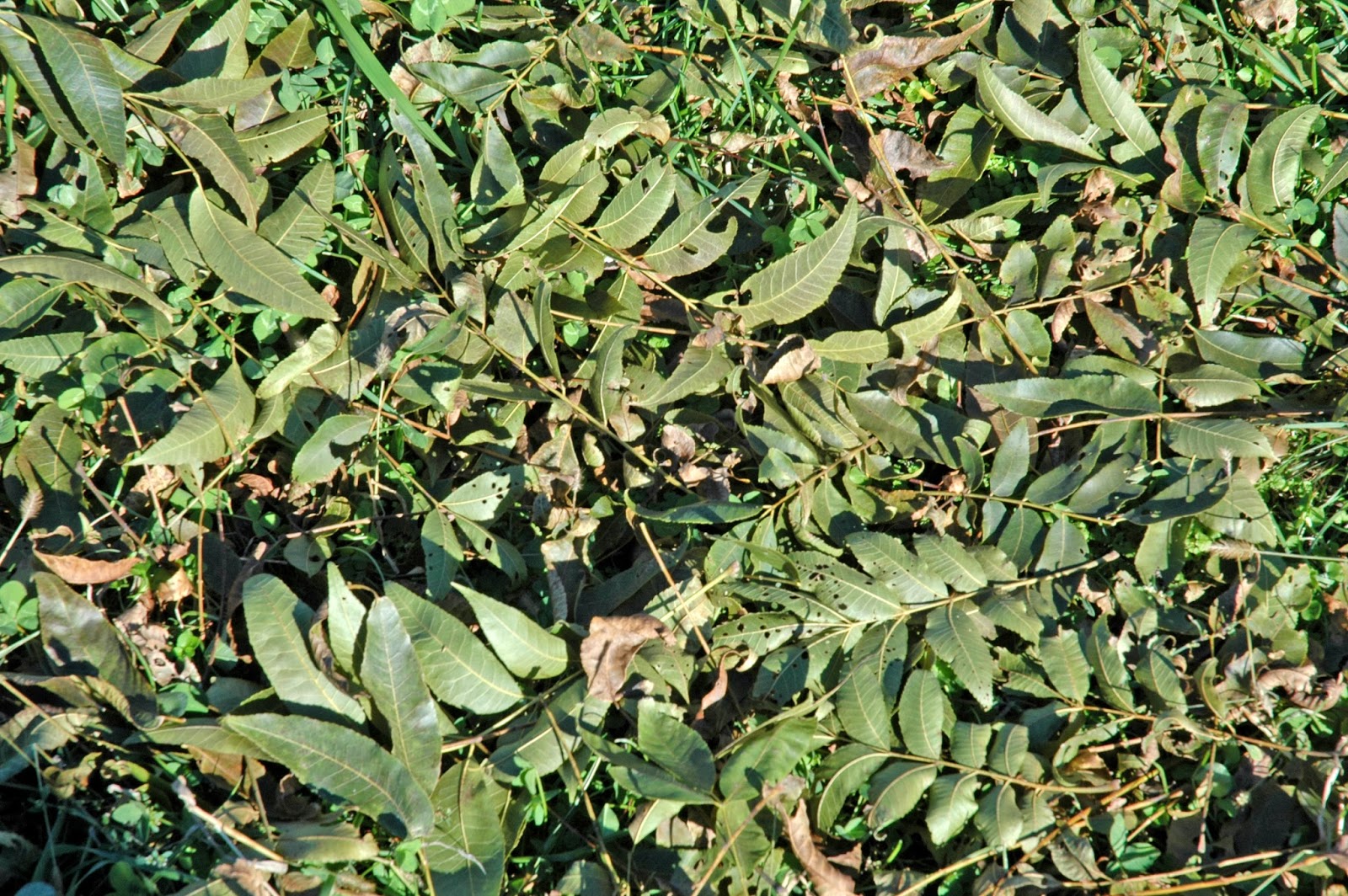 Northern Pecans Deep freeze ends pecan growing season