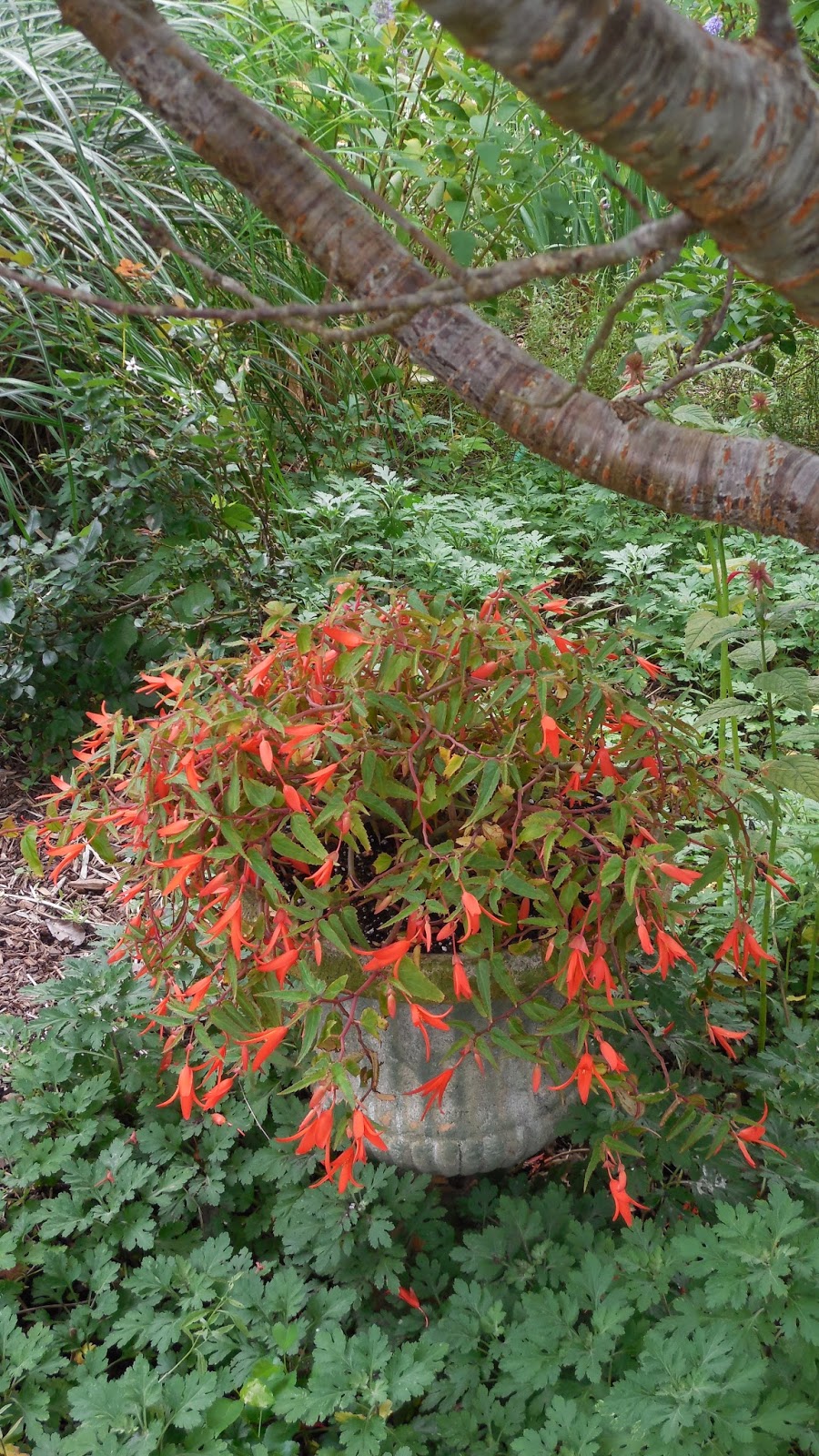 Begonia 'Bonfire'