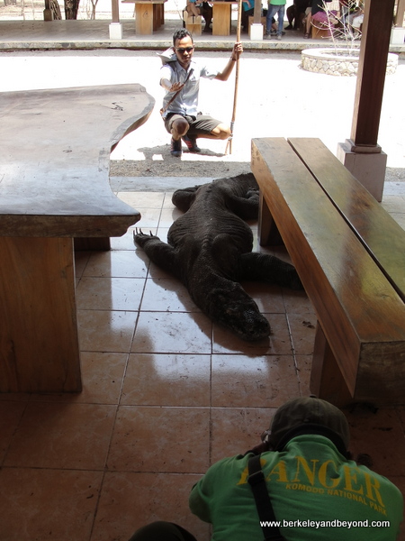 picture-taking with komodo dragon at Komodo Island in Indonesia picture-taking with komodo dragon at Komodo Island in Indonesia