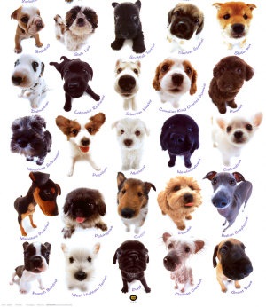 Dog Breed Pictures Small Large