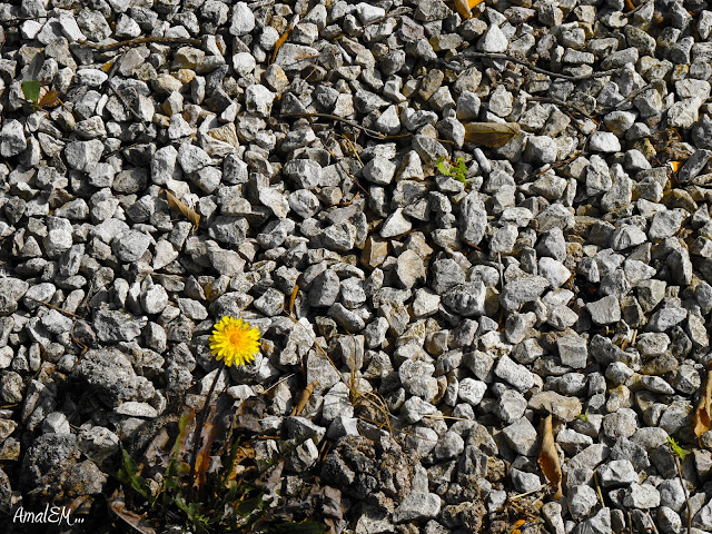 Ça titille les papilles !,Pissenlit, Jaune, Flore, Plante, Fleur