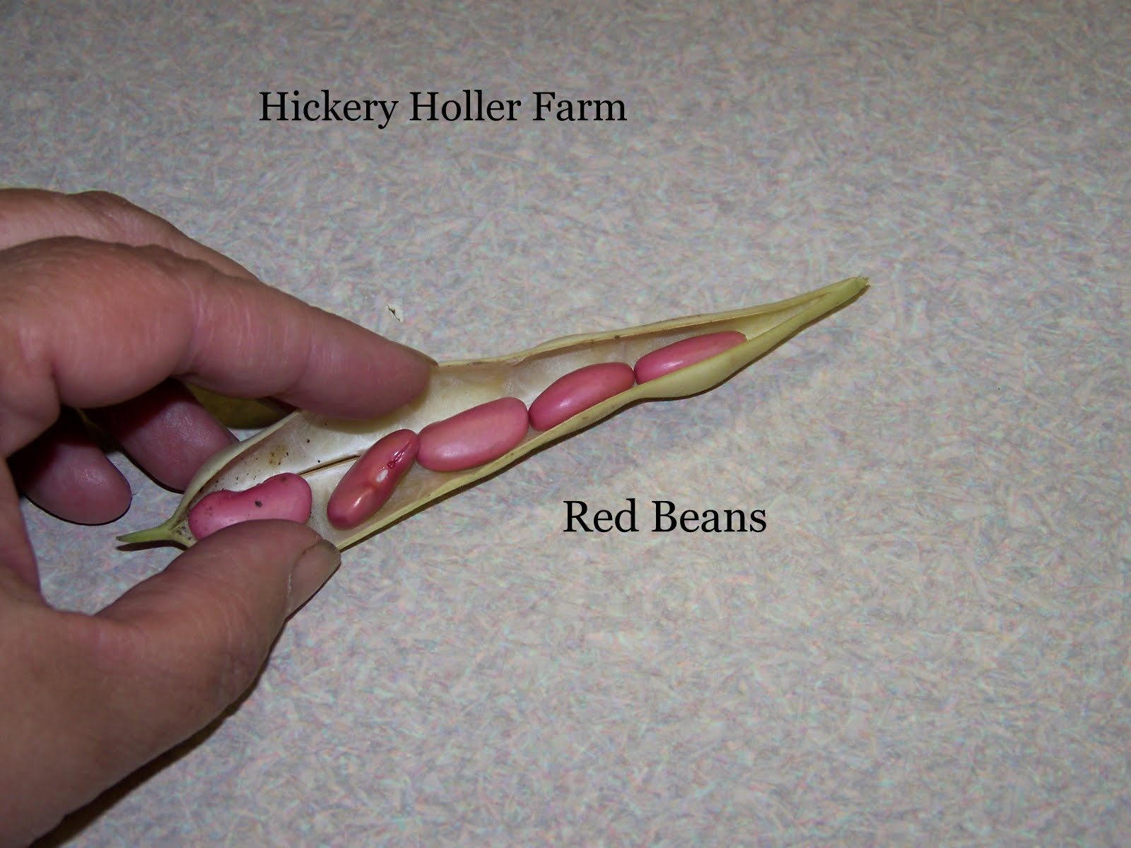 Hickery Holler Farm The Bean Patch