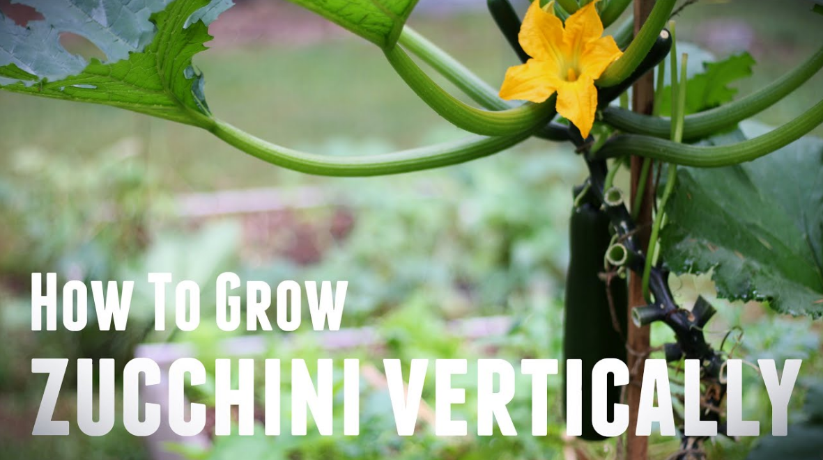 26 Growing Zucchini on a Trellis Domaci Design