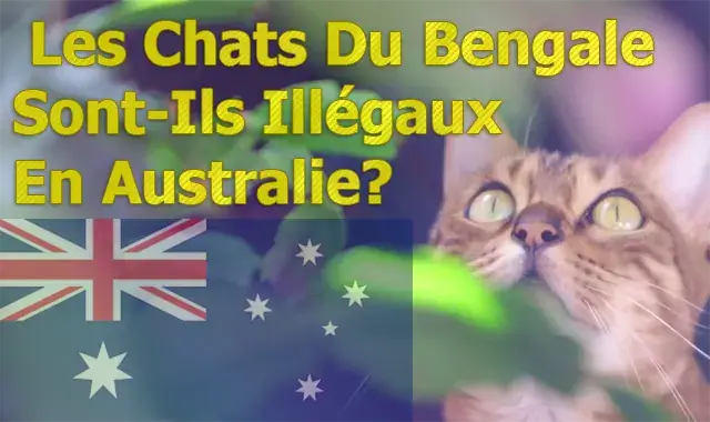 Les Chats Du Bengale Sont-Ils Illégaux En Australie?