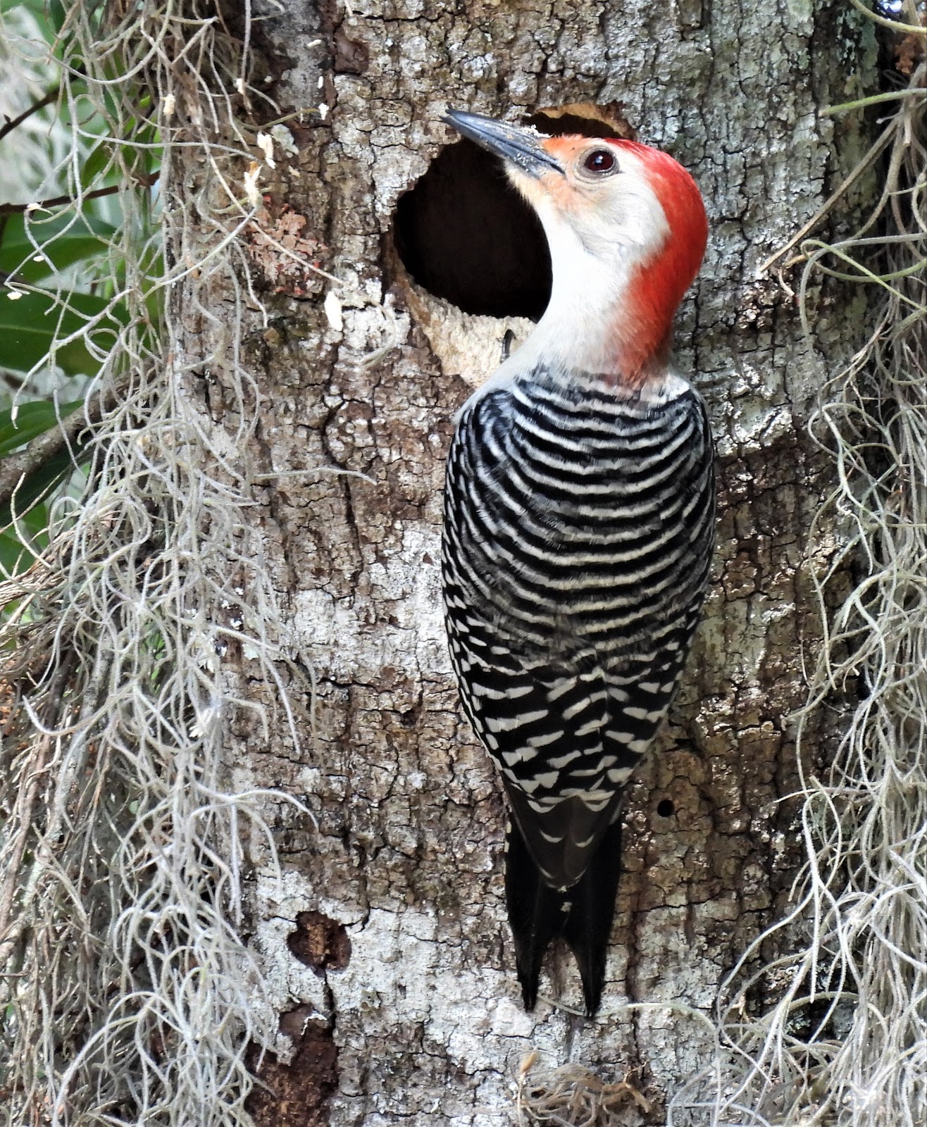 Kuhl Photo Art: Red Bellied Woodpecker at the Nest