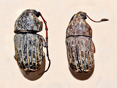 Gorgojo del café Araecerus fasciculatus (De Geer) (Coleoptera: Anthribidae).