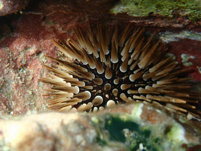 Echinometra mathaei Echinometra mathaei