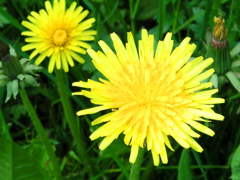 Herkkusuun lautasella Ruokablogi: Voikukka