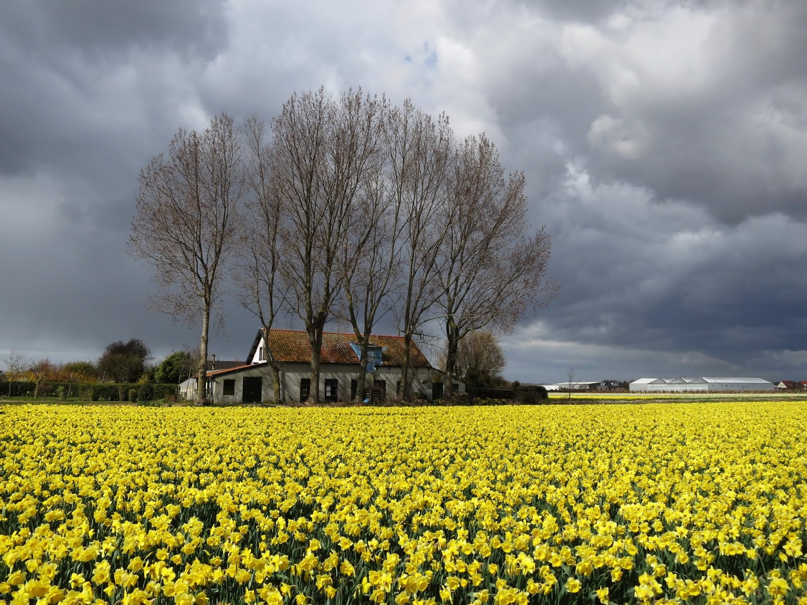 Dark clouds over field of daffodils