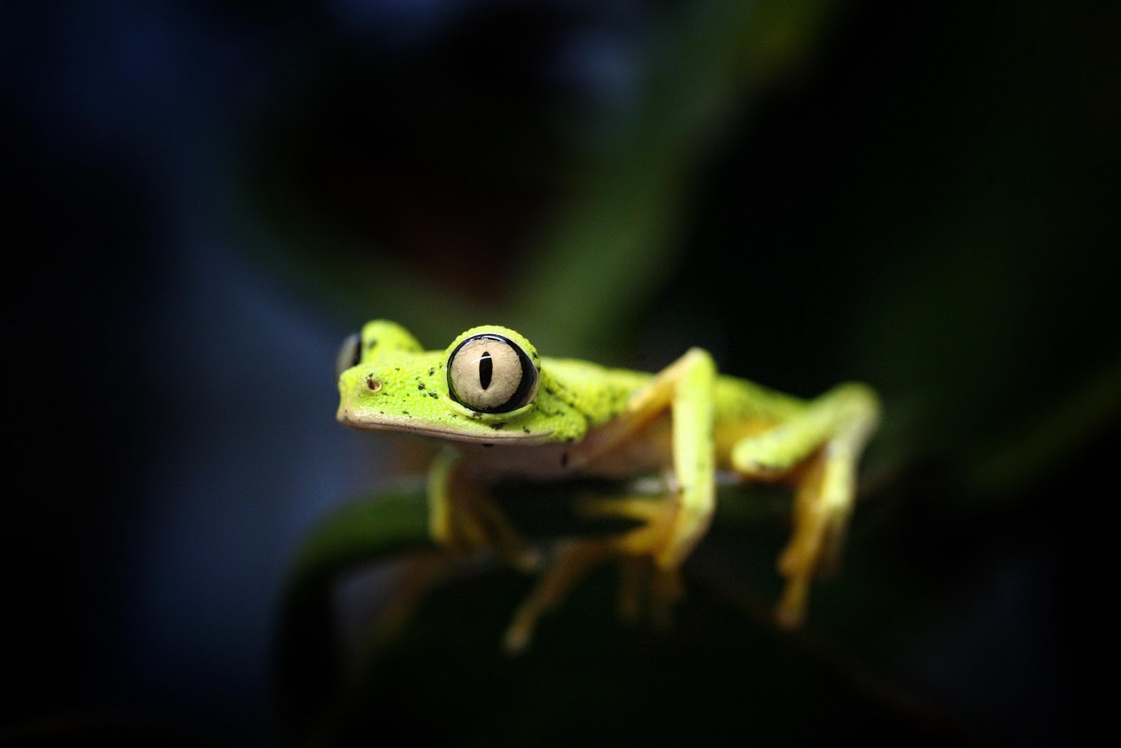 Zoo News Digest Amphibian attraction abound in Bristol Zoo’s frog ‘love shack’