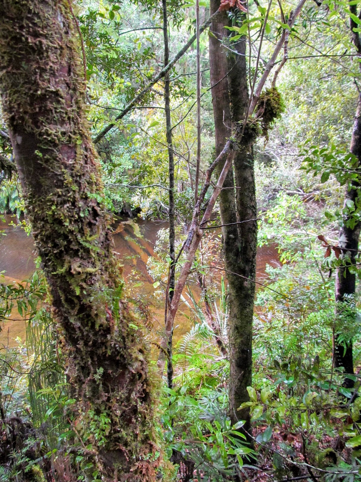 Tramping in the New Zealand backcountry NZ Bush Adventures Hokitika