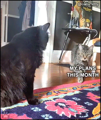 Funny Cat GIF • Because of COVID-19 is the moment to spend some quality time with your kitties... Funny Cat GIF • Because of COVID-19 is the moment to spend some quality time with your kitties...