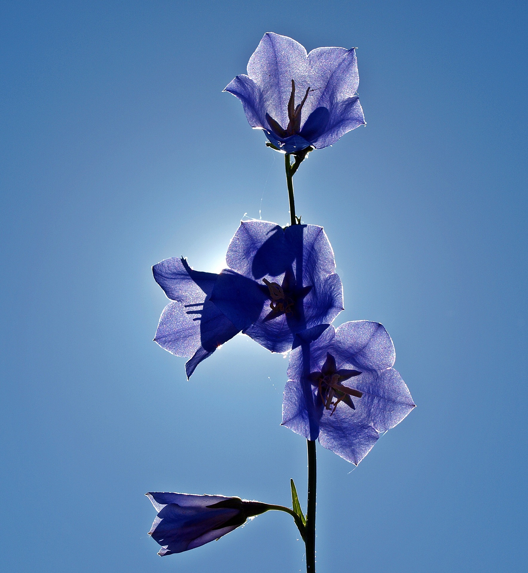 bell flower,blue,plant,blossom,bloom,flowers