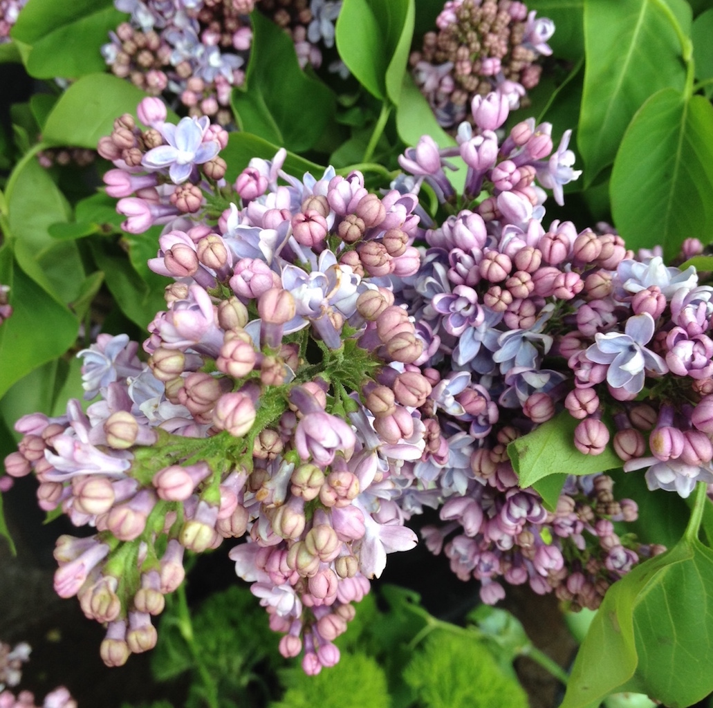 Sammy’s Flowers In Season lilac