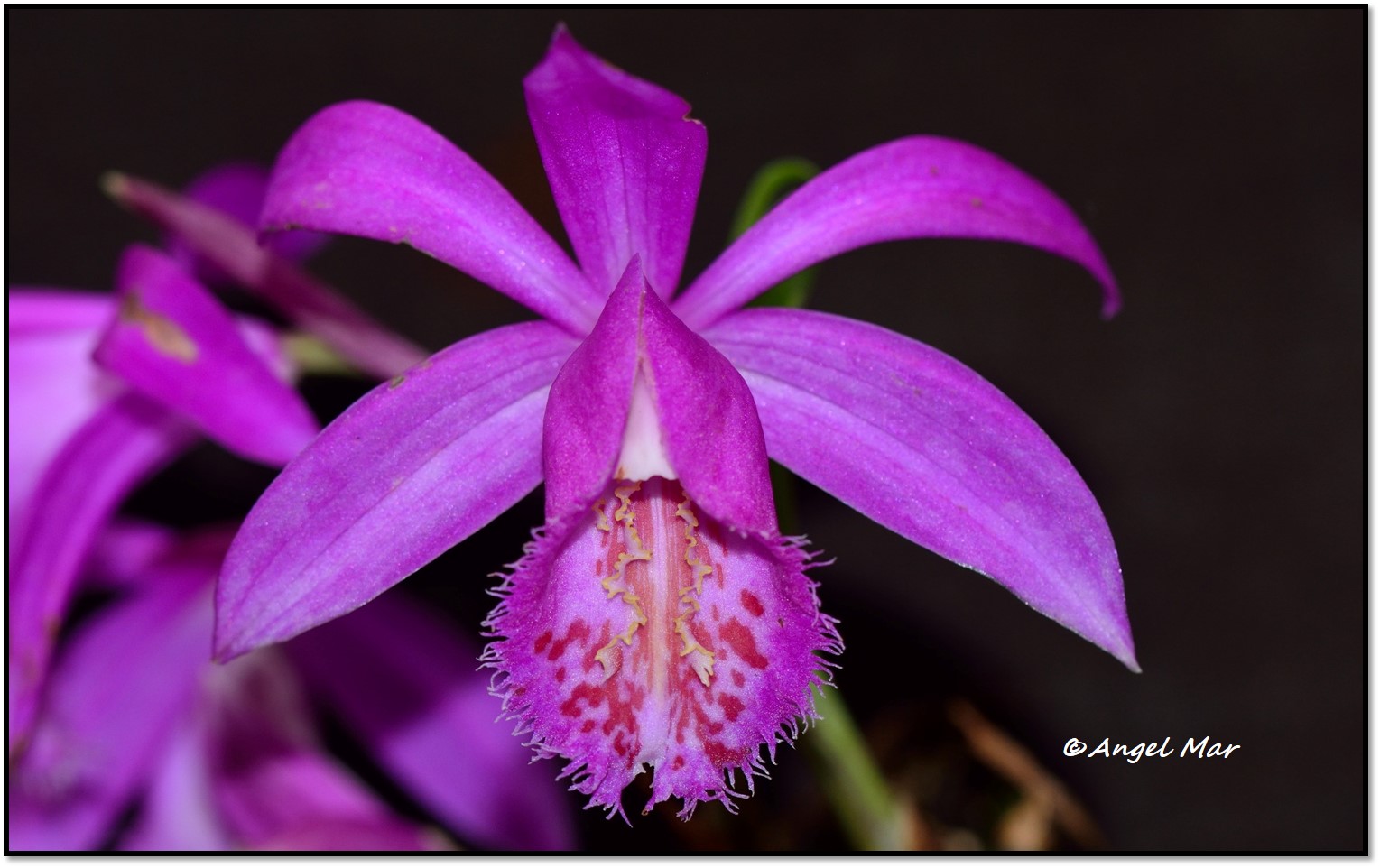Orquídeas Blog de Angel Mar: Pleione formosana: una exótica orquídea de  exterior - Pleione formosana: an exotic orchid from outside