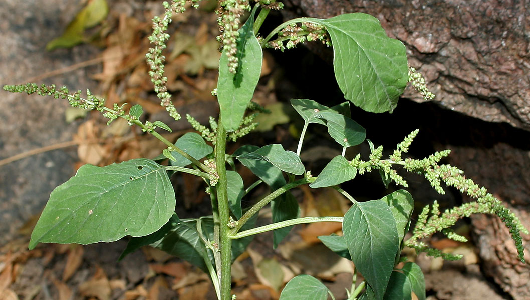 MY JOURNEY FOR MEDICINAL PLANTS GOD"S OWN MEDICINES(FOODS)