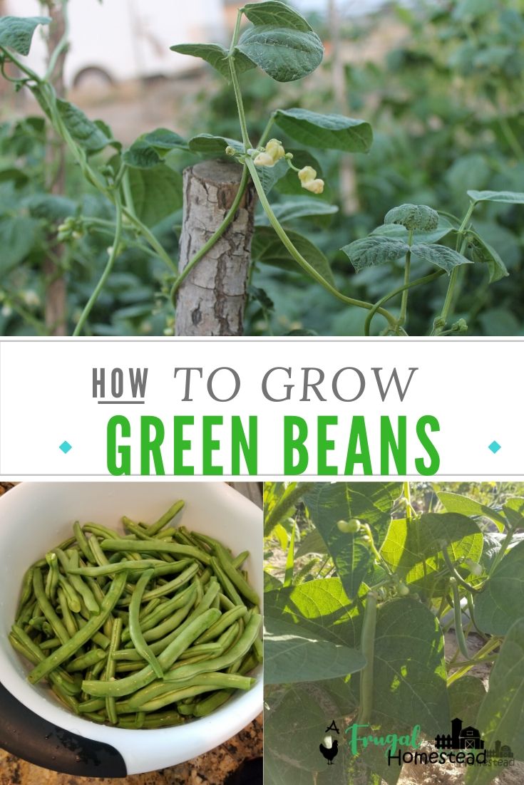 Growing Green Beans for Beginners