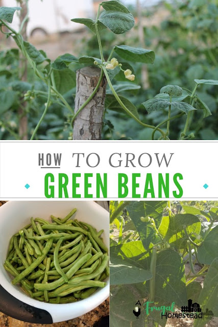Learn how to grow green beans the easiest and fastest way possible.