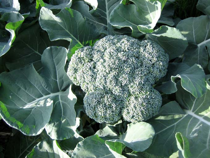 Raven's Herb and Garden Journey How to Grow Broccoli