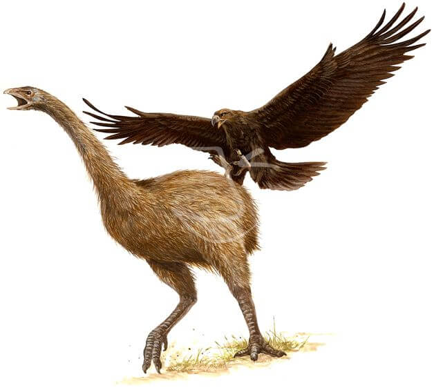 Mundo PréHistórico Águiadehaast, a maior águia que já existiu