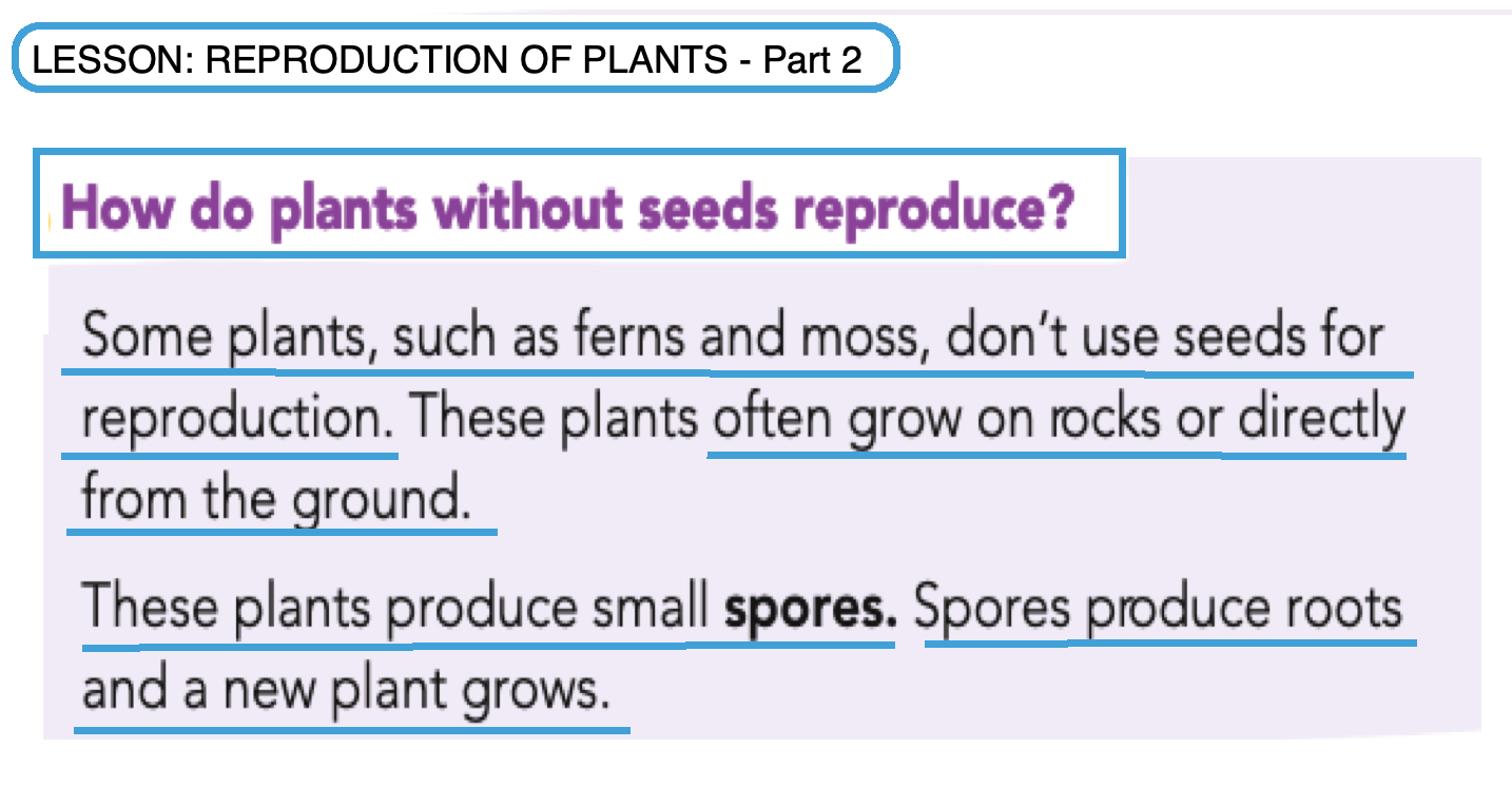 Blog de 3º de Primaria NATURAL SCIENCE 3rd grade UNIT PLANTS