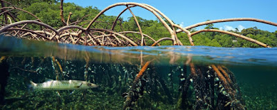 Poisson circulant entre les racines d'un palétuvier