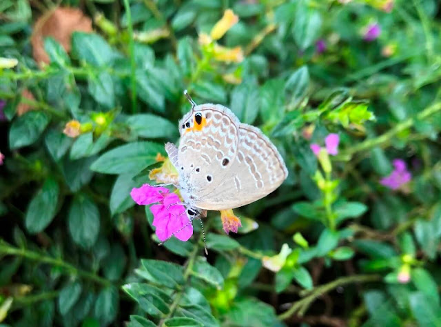 Borboleta - Zhuhai