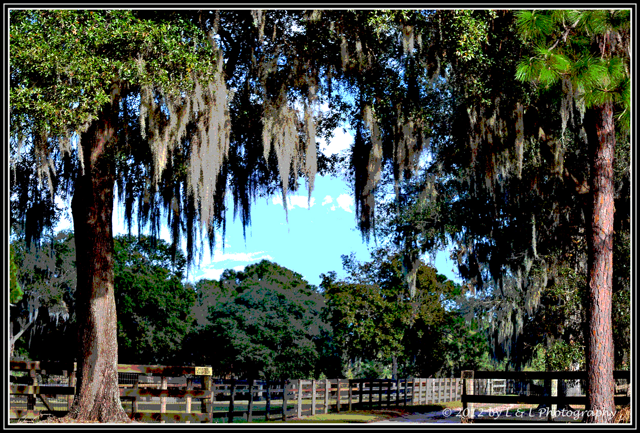 Ocala, Central Florida & Beyond Small horse farm in southwest Ocala