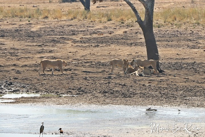 Leones en Mazithi Dam, Kruger