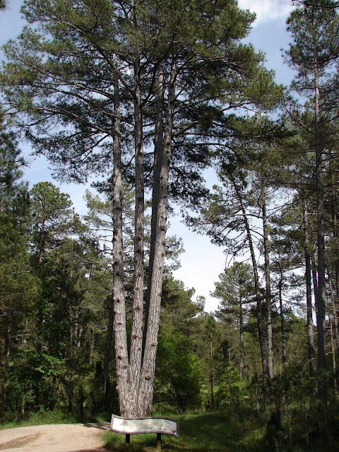 Pi gros de les Quatre Forques