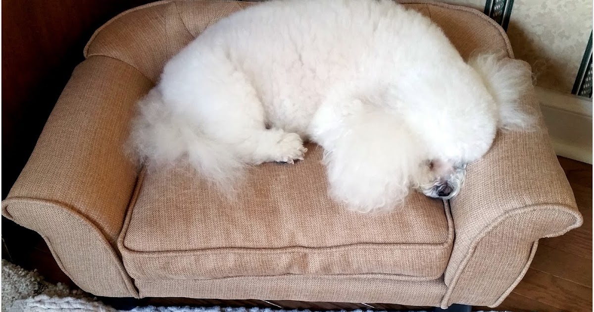 do french bulldogs sleep all day do french bulldogs sleep all day