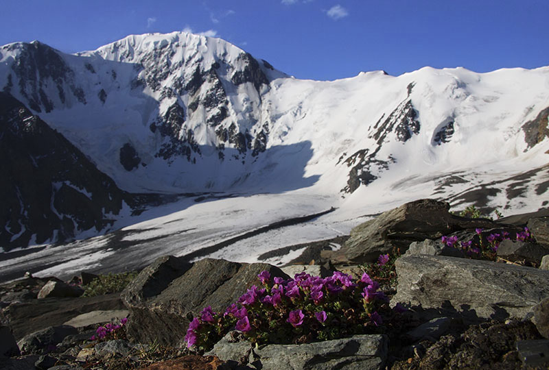 Погода в горном алтае в апреле. Белуха Маашей Баши. Камнеломка Алтай. Высокогорье.